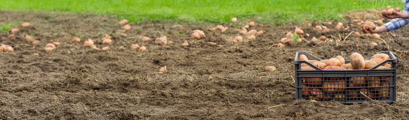 a male farmer shows what crop of organic potatoes he has harvested.harvest