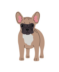 French bulldog breed dog on white