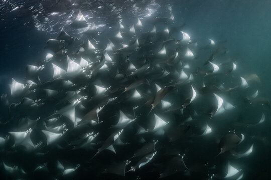 Flight of the mobula rays