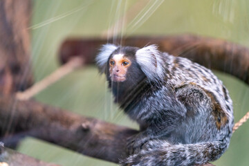 monkey sitting on a tree