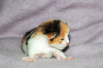 A calico kitten peacefully rests on a cozy blanket, eyes gently closed