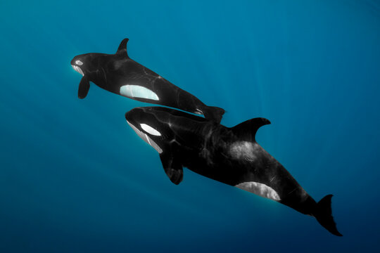 2 orcas in the blue