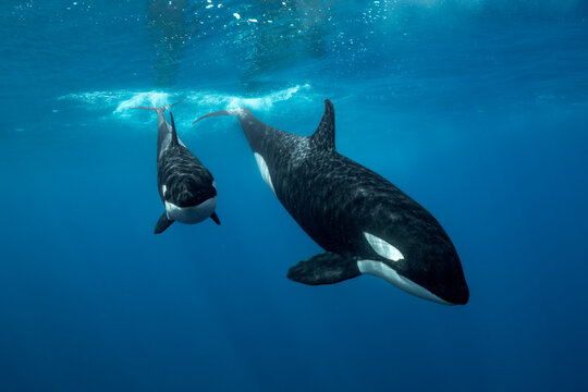 Mum orca dives while calf watch ahead