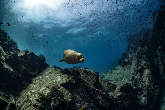 Sea lion on a reef