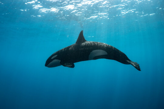 One lone orca just below surface - Powered by Adobe