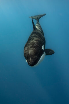 Baby orca up close
