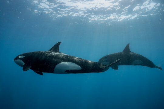 Orca mum and calf just below surface