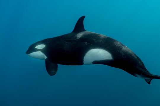Orca up close