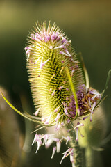 Wild Teasel Dipsacus fullonum