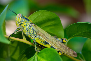 grasshopper on a leaf
