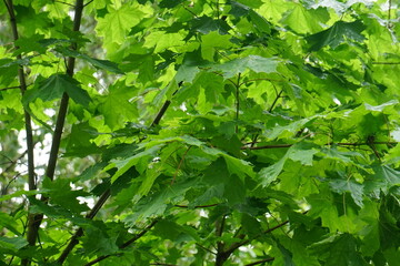 the wet maple leaves with raindrops. green maple leaves after rain in rain drops green leaves background