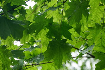 the wet maple leaves with raindrops. green maple leaves after rain in rain drops green leaves background