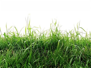 Fototapeta premium Natural Green Grass Field