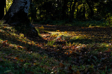 落ち葉に覆われた秋の散歩道