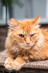 Red fluffy Maine resting at home closeup