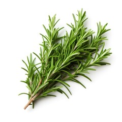 Fototapeta premium Organic Rosemary Bunch on Isolated White Background for Cooking and Herbal Medicinal Use