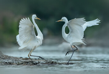 Obraz premium Great Egret