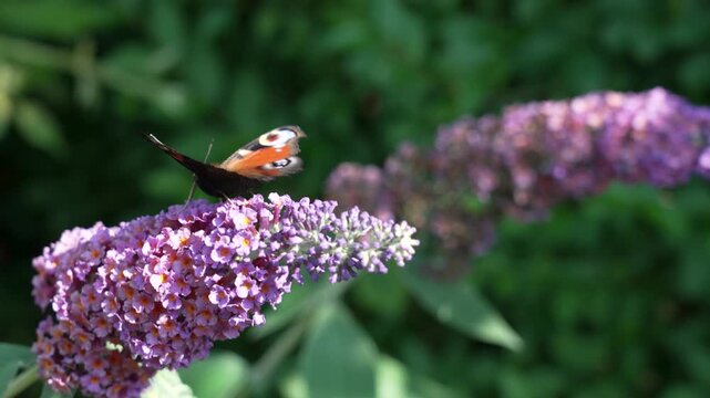 A Red Admiral butterfly delicately feeding on a butterfly bush (Buddleia)