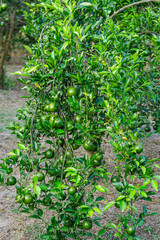 Obraz premium Orange tree filled with Citrus reticulata Blanco or known as Citrus reticulata Blanco ssp. unshiu (Marcow.) D.Rivera Núñez et al. - Unshu orange. which grows abundantly with green color.