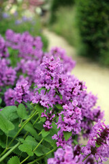Obraz premium Closeup of Betony blooms, Derbyshire England 