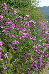 Hedgerow full of Common Mallow flowers, Derbyshire England
