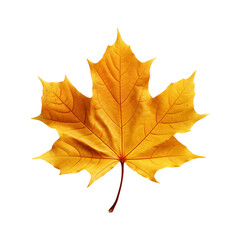 Obraz premium Maple leaf isolated on transparent background png