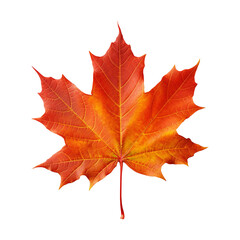 Obraz premium Maple leaf isolated on transparent background png