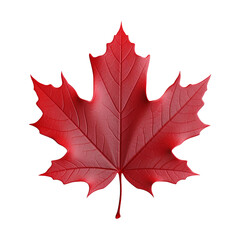Fototapeta premium Maple leaf isolated on transparent background png