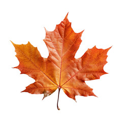 Obraz premium Maple leaf isolated on transparent background png