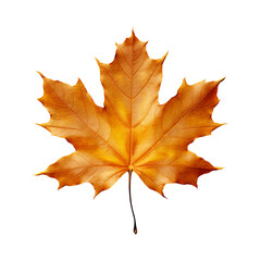 Obraz premium Maple leaf isolated on transparent background png