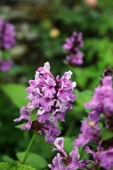 Macro image of Betony blooms, Derbyshire England

