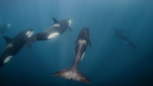 A pod of orcas in the ocean