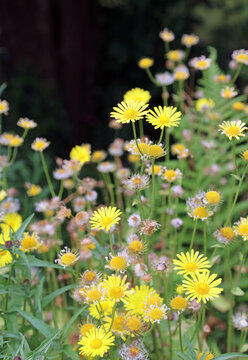 Patch of Great Leopard's bane flowers, Derbyshire England
