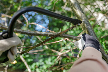 Autumn gardening and tree pruning. Woman's hand holding a garden tool handsaw and cutting tree branches. Autumn in the garden and cleaning work on sunny autumn day.