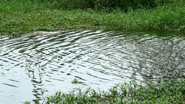 Ripples in the stream by gentle breeze