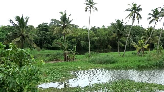Beautiful landscape with full of trees and a river