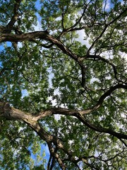 tree branches against sky