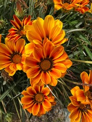 Vibrant Orange and Yellow Gazania Flowers in Full Bloom