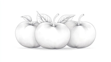 Delicate line art of persimmon, minimalist and clean, hand-drawn with attention to detail, white background enhances simplicity