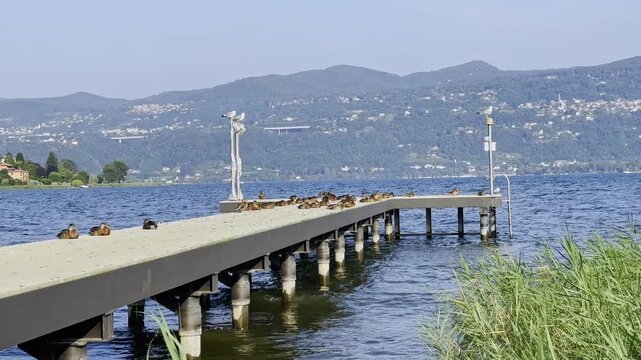 pontile con anatre e gabbiani sul lago maggiore a ranco, italia, agosto 2024