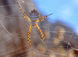 spider on the web with dew drops