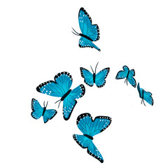 Borboleta, azul, encanto, inseto, magia, asas, transformação, beleza, fragilidade, céu,...