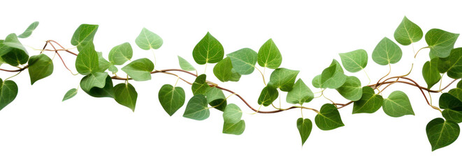 Obraz premium PNG Leaf vine plant ivy white background.