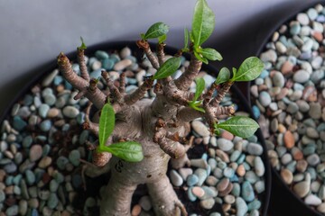 Leaves are starting to grow on Adenium arabicum flowers which are usually used for bonsai.