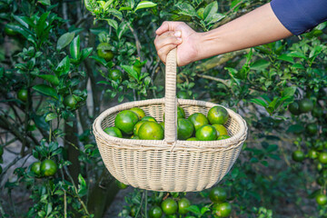 Orange fruit in a fruit basket with orange tree background. Citrus reticulata Blanco or known as...