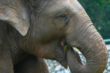 close up of an elephant