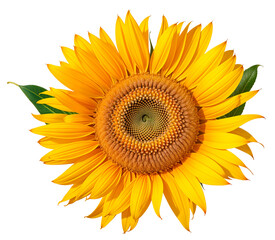 
a beautiful sunflower flower with a transparent background