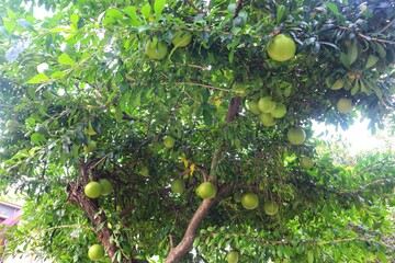 The Berenuk tree (Crescentia cujete L.) is bearing heavy fruit.
