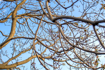 branches of a tree against the sky