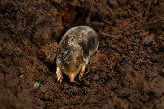 garden mole